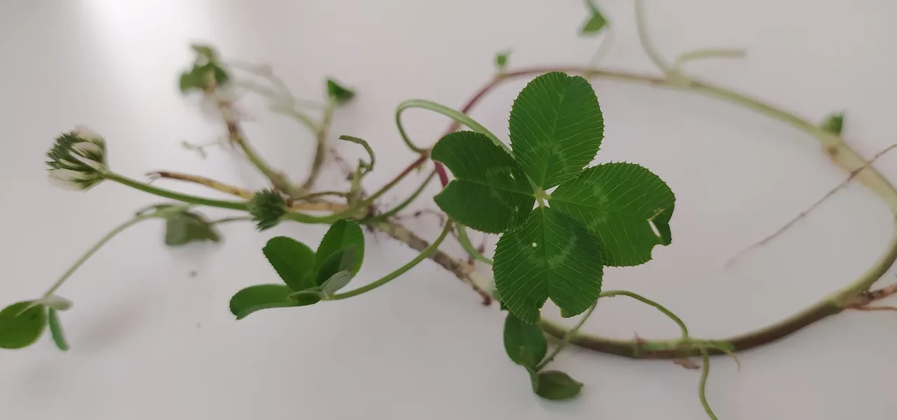 Forma Szczęścia Czterolistna Koniczyna